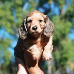Adopt a dog:Pure Breed Long Hair Miniature Dachshund Puppies/Dachshund/Male/Younger Than Six Months,I have 4 Gorgeous Long Hair Boys looking for their forever Pet Homes. They were born on the 29th February and will be ready for their new homes at 8 weeks of age on the 25th April.1- Clear Red Long Hair Boy $2,0001- Shaded Red Long Hair Boy $2,0002- Shaded Cream Long Hair Boys $2,000Mum is a Chocolate Based Red, Long Hair, Miniature Dachshund - 6kgDad is a Shaded Cream, Long Hair, Miniature Dachshund - 5kgPuppies will be Vet Checked (Fit to Fly if needed), Vaccinated & Wormed fortnightly at 2,4,6 & 8 weeks of age before leaving us. They will come with their parents DNA Paperwork.Both Parents have very laid back personalities, outstanding temperaments & immaculate Conformation. Photos are attached of Parents. Our Dachshund Page is Riverside Hounds on Facebook and riverside.hounds on Instagram, if you’d like to check us out!We Require a $500 Non-Refundable Deposit to secure your puppy.We can fly the puppies at new owners expense.You can contact me on ******6178 REVEAL_DETAILS Located Bowen, QLD.BIN0004412221107