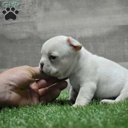 Milo/French Bulldog									Puppy/Male	/February 26th, 2024,Milo is a cute little cream and white French bulldog. He is so sweet and loves to cuddle. He is up to date on vaccinations and dewormer. He is also regestirable with AKC and will be vet checked at 7 weeks old.