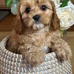 Cavoodle Puppy/Cavoodle/Both/Younger Than Six Months,Adorable Easter Holiday Cavoodle PuppyAvailable to meet and choose in Sydney TODAY3 Females - 2 Red 1Apricot3 Males 1 Red, 1 Gold, 1 BlenheimAll hypoallergenic low-non shedding, ideal soft combination curly coats.Follow us on instagram @furbabiespuppies for more updatesThese puppies have been lovingly bred in our home as part of our family.They have been well socialised with people and animalsand are well on the way with toilet and sleep training.They come to you DNA clear by parentsVet CheckedMicrochippedVaccinatedWormedHealthyGreat temperamentsThe smaller pups will grow to 5kgs, the larger 7-10kgsIdeal for city living.Cavoodles are the best breed for small children and adults.Wonderful temperaments, well adjusted, happy to cuddle and play, be with you and be on their own.Holiday stay is available for our extended fur-families only.Hear what previous owners have to say"Wow, she slept through the night with no fuss from the first night"Cathie, Bondi"I can't believe he was toilet trained from day 1, we just kept up what you taught us and no mistakes"Murry, Maroubra"Such a smart puppy, the first in her puppy school"Louise, Northbridge"People always stop us in the street, commenting on how our dog is the cutest Cavoodle they have ever seen"Dom, North Ryde"So glad we bought from you Gabe and Jo, it's so handy having a holiday stay that we can trust, where we know he is part of the family, not just a business"Tom, Manly10% of your purchase price goes directly to support people escaping domestic violence and leaving homelessness for good.