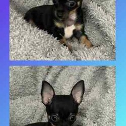 Adopt a dog:Chihuahua Puppies/Chihuahua (Smooth Coat)/Both/Younger Than Six Months,Adorable Chihuahua puppies nearly ready for their new homes.3 boys & 1 girl