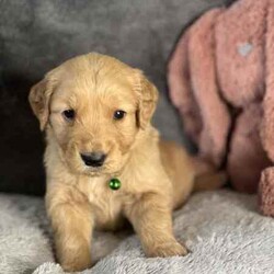 Purebred Golden Retriever//Female/Younger Than Six Months,Kefii Golden Retrievers are excited to announce we currently have 5 puppies available.Date of birth - 16.03.2024Go home Date - 11.05.2024Pink - MaleBlack - FemaleYellow - FemaleBlue - MaleGreen - MaleWe are members of the Master Dog Breeders and Associates. We do hip and elbow scoring, dna profiling for all major disease and our dogs are pedigree papered. These puppies will come with pedigree papers ‘not for breeding’. Our puppies are all up to date on worming, vaccinations and microchipping at the time of sale. They will have been vet checked at 6 weeks. They have all been raised in a family environment, alongside other animals/dogs. We proudly do ENS/ESI with our puppies, ensuring they are desensitised and have the very best start in life.For any serious enquires please contact me on ******4255 or via our RightPaw profile at https://rightpaw.com.au/l/kefii-golden-retrievers/eb9fdba8-e639******8789-00b6e8ef53d4 REVEAL_DETAILS You can follow us on Facebook and Instagram for updates and more photos - Kefii Golden RetrieversMDBA: 20981