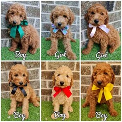 6 x F1b /Cavoodle/Both/Younger Than Six Months,6 WEEKS FREE PET INSURANCE COMES WITH EACH PUPPY!Microchips registration in photos also.AVAILABLE NOW TO TAKE HOME 