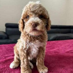 Gorgeous Toy Cockapoo puppies Last Two boys /Poodle (Toy)/Both/Younger Than Six Months,An exceptional litter of toy Cockapoo puppies born on the 28/01/24We encourage you read the full advertisement prior to your inquiry.Pic 1 BoyPic 2 Boy-Cockapoo are a designer breed which is a cross between a poodle and a Cocker SpanielThese puppies are hypoallergenic and are low shedding hence great for you people that suffer from allergies .These pups are very suited to an apartment life style provided they are exercised .This exceptional litter has 3 Females available and 4 males That will weigh in at 6-7kg at adulthood.These puppies have beenVet checkedMicrochippedWormedAnd are available not desexed but we highly encourage you to do soWe can recommend our Vet that works with us for the best rates and safest procedures .Puppies prices are not negotiableAnd serious inquires are urgedLeave your name and number via gumtree and I will get back to you .We are registered with Rpba 2116Similar size to Cavoodle poodle spoodle Maltese x shitzu Moodles and cavaliers