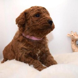 Adopt a dog:Cavapoo puppies stunning fox red babies available 5 april/Cockapoo/Mixed Litter/11 weeks,We are exited to announce our first litter of F1b cavapoos
F1b cavapoos are highly sought after due to them being more hypoallergenic than the F1 cavapoos.
The F1b Cavapoo is the result of crossing an F1 Cavapoo with a poodle, with the increase in Poodle genetics often results in a curlier, more hypoallergenic coat.

Mum is a beautiful F1 non-shedding curly cavapoo, she is like a real life teddy bear with a beautiful tempremant.

Dad is a beautiful red DNA health tested miniature poodle. He is dna tested clear for
Von willebrand disease
Neonatal encephalopathy
PRCD PRA
PRA progressive retinal atrophy Bright up in a family environment with young children theese babies will be available on 5th of april they will be wormed from 2 weeks be microchipped health checked and have there first vaccination Vidio calls can be arranged now then puppies can be
veiwed
at 4 weeks they will come with some food that they are being weaned on please call or message for any further information Thankyou for reading our add