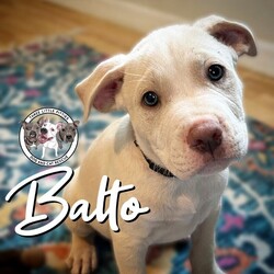 Adopt a dog:Balto Salazar/Pit Bull Terrier/Male/Baby,This cutie is Balto. He is currently 10 pounds, 8 weeks old, and we think he may be a Pittie mix, but with rescue its a guess! What matters most is that they are adorable and are one the MOST desperate in the entire US based on statistics for where this puppy is from. Shelters in this area are having to euthanize puppies. So, this puppy needs you! If you choose a puppy from this rescue, it saves his life as well as the life of another in its place. 

Balto is playful, sweet, curious, and cuddly. He loves to play with his siblings and take lots of naps. Eat, sleep, play, repeat- such is puppy life! 

Balto is still young so he will need a family that can commit to training, socialization and all the dedication puppyhood requires. His new family will need to continue with potty and crate training and daily exercise. We require a commitment from adoptive families to crate train their new puppy. When old enough, they will be perfect to go on walks and hikes or show off around your neighborhood. 

You will be guaranteed to get lots of kisses in return from your new best friend!

Application link: https://adopt.animalsfirst.com/animal/62cc8e128b02916730334440/65d4f2a05185e821940222c0

Please email tim@threelittlepittiesrescue.org with any questions.

Available for adoption in NV, MT, CO,UT, ID, OR, WA, Canada, and now the East Coast! Our PNW dogs are brought to you in style by a beautiful USDA licensed semi-truck, equipped with air conditioning for comfort, two drivers, and 2 onboard attendants providing 24 hour care. Our East Coast route will travel in a private, air conditioned 3LP-run van transport. 
Pick up day is unforgettable! You will get to follow along on their journey through a private FB Event page, where you will see photos, have the opportunity to connect with other adopters, and receive updates and constant communication along the way. One of our Adoption Coordinators can help to find the closest transport pick up location to you!

The adoption fee is $825.00 and includes all vetting as recommended by our doctor: DAPP (2 to 4 depending on age and time in the program), Bordetella, Rabies vaccine (if old enough), multiple broad spectrum deworming treatments, spay/neuter, flea prevention, 2 months of heartworm preventative, extended medical such as dentals, eye surgeries, and orthopedic surgeries prior to adoption when suggested by our partner vets, a microchip with free lifetime registration, a high quality nylon Martingale collar for dogs over 4 months old, a health certificate deeming the pup healthy for travel, cost of transport*, and many priceless years of love and loyal companionship!

*WE ARE TOLD THAT WE GO ABOVE AND BEYOND MEDICALLY. This is the feedback we tend to get, although we cannot guarantee perfect health. 
*To fully vet a dog in the PNW at many vets it would be upwards of $1,800 just to fix, vaccinate, chip, etc. The adoption fees charged by our rescue do not cover our expenses medically for each animal, but we offset costs with donations. Your adoption fee is considered a donation towards actual costs.

Why adopt from Three Little Pitties?

The stray and animal overpopulation in the Greater Houston area is the highest in the nation. Statistics show that there are over 1 million homeless animals in this region alone. Three Little Pitties Rescue is a nonprofit dog and cat rescue that partners with the community to make a difference. Our mission is to reduce the homeless pet population through community outreach, free spay and neuter services, and saving all breeds of dogs and cats from the streets or animal shelters that oftentimes have no other option but to euthanize animals for space. This dog youve found online is lucky to be in our program, and even luckier to have you notice it!

Three Little Pitties wants to set you and your new pet up for success! We know our dogs and we work hard to prepare them socially for adoption. We are a network of dedicated people who are heavily invested in seeing our animals thrive. From the moment they are accepted into our program, our Intake, Behavior & Medical teams prepare them for adoption by properly vetting, behaviorally assessing, and providing customized plans depending on the dogs needs. We seek to adopt to families who understand that these are rescue dogs and will require continued training efforts, but will be well on their way to being the best dogs that they can be!

It doesnt stop there! Our adopters also receive these special perks:

 30 day trial of pet insurance with Trupanion (must register within 24 hours of first vet appt.)
 A free private online dog training session with GoodPup plus low pricing for future sessions (approx $25 weekly for an 8 week course of one session per week)
 One free bonus toy in every BarkBox when signing up for their Super Chewer subscription plan
 70% off of your first order of Fetch, a PNW based, organic fresh dog food loaf meal subscription plan
 Coupons for a fun visit to Petco 
 Access to our exclusive FB Adopters page, where you can network for play dates, resources, and connect with other adopters that share their passion for their adopted pup!

We celebrated our 5 year anniversary this year! Through the combined efforts of all of our hardworking staff and volunteers, we have placed over 12,000 very lucky dogs and cats into amazing homes! By adopting from us, you save TWO lives! The pet you adopt, and you create an opportunity for another animal to be saved in that spot. Together, we can be heroes.

Follow our rescue journey through the links below!

https://www.threelittlepittiesrescue.org/ https://www.facebook.com/threelittlepittiesrescue https://www.instagram.com/threelittlepittiesrescue

*Due to the rising cost of fuel and transportation expenses, there will be an additional $62 surcharge for transport.

DISCLAIMER- Breed type is determined based on general appearance and behavioral characteristics, and cannot be guaranteed unless DNA test results or AKC registration were provided at intake.