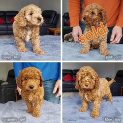 Adopt a dog:Miniature red Cockapoo boy - 10 weeks old + ready now/Cockapoo/Mixed Litter/10 weeks,The puppies have now been vaccinated, chipped and wormed at 6, 8 and 10 weeks of age. They have been health checked by a vet and passing with a top bill of health.
Mum is a red cockapoo and is very small at only 13 inches tall. Dad is a pedigree red toy poodle and is only 11 inches tall.
The puppies are 3 males and 2 females.
Our much loved family dog Joy, is a red F1b cockapoo from generations of reds. She is a lively, extremely affectionate and a playful 3 year old dog. She is up to date with all her health checks, vaccinations, and is in the best of health.
Joy had her second litter of puppies on 23rd February. They are all perfectly healthy and will be ready to leave for their new loving 5* home on Friday 19th April.
We were picky when we chose the dad, a red toy poodle called Monty. We used him for Joy’s first litter. He is from a Three Generation Pedigree and is Kennel Club (KC) registered. He was health tested and is clear for DM, GM2, NES, PRA, PRA-PRCD and VWF.
Joys parents were both reds from red lines. Her mother is our F1 cockapoo Jessie, whose father is a Five Generation Pedigree miniature poodle from Champion lines and KC registered. He was health tested and cleared for PRA PRCD. Jessie’s mum is a Five Generation Pedigree cocker spaniel who is KC registered and was health tested and cleared for FN. Joys father is Dennis, a stunning 4 year old red working cocker spaniel also bred from generations of reds. He is KC registered and was health tested and is clear for AMS, DM, EIC, FN(C) and PRA PRCD.
They are being brought up in a busy home so they are used to children and noise. They are being weaned on good quality puppy food and will leave with a bag of their current food and a blanket with their mother's scent.
Cockapoos have hypoallergenic coats and shed almost no fur, ideal for families with allergies.