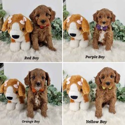 ❤️ Toy Cavoodle /Poodle (Toy)/Male/Younger Than Six Months,Check out our IG for videos & previous litters:https://www.instagram.com/willowvale.puppiesThese adorable teddy bears are 8 weeks old and READY NOW for their new furever home 
