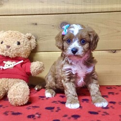 Everett/Cavapoo									Puppy/Male	/8 Weeks,Meet Everett he is a friendly, well socialized, playful,cavapoo puppy. He is vet checked microchipped, updated on shots and worming. He is ready to meet his new family.
