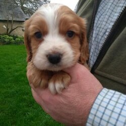 READY NOW Pedigree KC Registered Cocker Spaniel puppies/Cocker Spaniel/Mixed Litter/10 weeks,READY NOW. ONLY THREE GIRLS NOW REMAINING

We welcome a litter of beautiful red and lemon roan Working Cocker Spaniel puppies.

Born on the 12th of February from our gorgeous red girl and our handsome lemon roan boy.
Both can be seen.

Three girls - 2 red and 1 lemon roan
One boy - red FIRST PICTURE.  SOLD

Microchipped and wormed.

They will be ready to leave for the new forever homes on 8 April.

Each pup will leave with microchip paperwork, KC registration paperwork, a bag of food, favourite toy and a blankie.

Experience of dogs essential, knowledge of bringing up a puppy would be an advantage.

We are sorry, but we do not let our pups go to full time working homes.
Please appraise yourself of the breed.

A deposit of £250 will be required, to secure your pup.

In the first instance, please reply giving details of your home life and experience with dogs.

PLEASE, PLEASE no more time wasters.