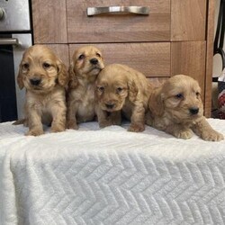 Adopt a dog:Stunning red cockapoo pups/Cockapoo/Mixed Litter/9 weeks,A beautiful litter of two boys and two girls available, pups have been flea and worm treated to veterinary requirements, the have had there first vax and identity chips , all pups have passed a full veterinarian health check, viewings are welcome mum will be present
