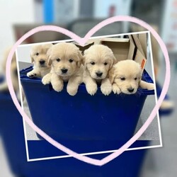 Beautiful Purebred Golden Retriever puppies/Golden Retriever/Both/Younger Than Six Months,Beautiful Purebred Golden Retriever puppies availableBoth Parents are DNA tested & have no medical/health issues.Golden Retrievers are an intelligent & loving breed & are great with kids & so are very well suited for familiesPuppies come fully wormed every 2 weeks from birth, & vaccinated, microchipped & Vet checked.They will only be offered to the very best loving & caring forever homes where they can be given plenty of cuddles & affection & in return they will give plenty of unconditional love & happiness for many years to come.