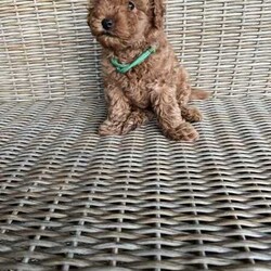 purebred red boy Toy Poodle/Poodle (Toy)/Female/Younger Than Six Months,This beautiful pure breed red toy poodle is looking for a new home. He was born on the 1/3/24 and will be ready to go on 26/4/24 he is microchiped, vaccinated and vet checked.We have been using treatment for worming every 2 weeks until they leave home. They have a very beautiful calm nature and are recommended as therapy dogs.Also recommended for people with allergies due to their non shedding fluffy coat.Mum is 4 kg pure breed toy poodle dna clear and the dad is purebreed toy poodle 3kg.Bin number: 0009269742253RPBA: 5305phone number: ******1875 REVEAL_DETAILS Located in marsden for viewing