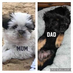 Maltese x Shih Tzu Puppies - Female/Maltese Shih Tzu/Female/Younger Than Six Months,