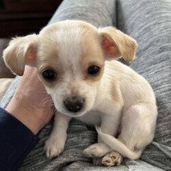 Adopt a dog:Esme/Terrier/Female/Baby,Esme is an adorable best guess  terrier mix, about 8 weeks old at 4.28.24.  Her mom is Lily also on our site looking for a home!  Lily is only 9 pounds so 
Esme will be a small dog. Esmi is smaller than a cat only 2 pounds at this time.  Esme is in foster with other dogs. Lily and her 4 pups came to us from a rescue we work with in KY.  If interested in Esmi, please submit an application on our site, www.mountainrottierescue.net!