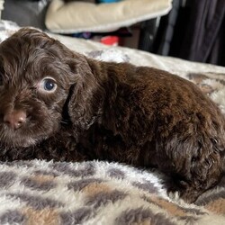 Gorgeous cockapoo puppies//Mixed Litter/9 weeks,Gorgeous cockapoos ready to leave next week on tuesday

Mum and dad are both pets of ours with beautiful temperaments, mum is chocolate spaniel and dad is a chocolate tri coloured cockapoo.

Boys and girls available all chocolate with brown noses and white patches, all super friendly, used to children and other animals.

Flead and wormed up to date and starting to be toilet trained.