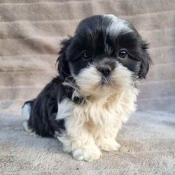 MALTESE X SHIHTZU PUPS (MALSHI)/Maltese Shih Tzu/Both/Younger Than Six Months,Beautiful Maltese x shihtzu pups.Born on 20th of March and we ready for their new homes after 15th May.Pups raised around children.Loyal breed and are very affectionate.Don't shed their coat perfect for allergy sufferers.Small breed (short legs)Currently being toilet trained.Been Vet checked, Vaccinated, Wormed and microchipped.NCPIMoodle cavoodle.