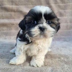 MALTESE X SHIHTZU PUPS (MALSHI)/Maltese Shih Tzu/Both/Younger Than Six Months,Beautiful Maltese x shihtzu pups.Born on 20th of March and we ready for their new homes after 15th May.Pups raised around children.Loyal breed and are very affectionate.Don't shed their coat perfect for allergy sufferers.Small breed (short legs)Currently being toilet trained.Been Vet checked, Vaccinated, Wormed and microchipped.NCPIMoodle cavoodle.