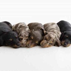 Adopt a dog:Miniature Dachshund Puppies - 3 x Boys /Dachshund/Both/Younger Than Six Months,Born 5th March 2024Both parents DNA tested and clear of all genetic diseases etc.Pups ready 30th April - can also help with interstate transport etc.We have 5 beautiful babies.1 x Chocolate LH BOY - $30001 x Black LH BOY - $30001 x Black & Tan Short/ Smooth Hair BOY - $25001 x Chocolate & Tan Dapple Short / Smooth Hair BOY - $3000 (SOLD)1 x Chocolate & Tan Dapple Short / Smooth Hair GIRL - $3000 (SOLD)Located in the Lockyer ValleyRegistered on Right Paw***No scammers or emails***Must be able to either meet or FaceTime / message.