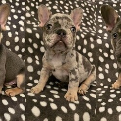 Adopt a dog:Ready to leaveKC French Bulldog puppies/French Bulldog/Mixed Litter/9 weeks,Introducing our 6 stunning, chunky French Bulldog puppies

Our family pet, Luna, who is a Lilac and Tan Merle KC registered French Bulldog, has welcomed a stunning litter of puppies ??
These puppies have been self whelped and raised in our family home with our 3 children and other French bulldog, so they are well socialised and used to a busy household with all the noises it brings.

Dad, Copper, is a KC registered Lilac and Tan stud. He is 4 panel health test - ALL CLEAR. He has amazing temperament and structure

Pups are KC registered & 5 generation pedigree from top lines - Don Choc, Rolex, Total Bomb, Dezinerbullz & Mr Gray to name a few. They truly are quality pups.

Pups will come with a puppy pack which includes food and a blanket with Mum's scent, plus -
?First injections
?Microchipped
?Worm and flea treated
?5 Weeks insurance
?Health Checked
?KC Registerstration paperwork

Photos of the puppies are updated regularly and can use the colour code below to identify the puppy to the collar colour.

Lilac and Tan Merle girl
Lilac and Tan boy
Lilac and Tan boy

Viewings are welcome and a £300 (non refundable) deposit required to secure your new addition

We will consider reasonable offer for the right home.