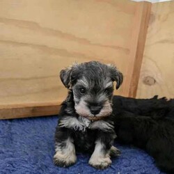 Adopt a dog:Miniature Schnauzer Puppies/Schnauzer (Miniature)/Both/Younger Than Six Months,Our beautiful puppies are almost ready for their forever homes.We currently have black girls & a black and silver.One boy puppy - salt and pepper. As seen in photos. We can also send regular videos and updates.All our puppies come with vet certificate, worming, vaccinations, microchip and good health. Both parents live here at home and can be viewed.Both parents are DNA checked with loving, good nature.Each puppy will be sold with a puppy pack, on going support and we can also offer ongoing grooming if needed.Puppies can now be viewed by appointment.953010004024760956000011763136