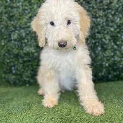 Adopt a dog:1 x F1b Standard Sheepadoodles (DNA Clear) Free Delivery Sydney//Male/Younger Than Six Months,1 x beautiful F1b Standard Sheepadoodle (standard Sheepadoodle x standard poodle) puppies available to a loving home. They are available from the 4th April and we can deliver them to Sydney on that date and again the following week.- 1 x cream malePuppies come :- With first round of vaccinations & microchipped- Vet check report- 6 weeks free pet insurance- Not desexed- Wormed every 2 weeksThe puppies have been raised indoors and outdoors, and around children and other puppies.The mother is a 24kg black standard sheepadoodle (DNA Clear), the father is a 28kg Standard Poodle (DNA Clear). We own both parents and I can send photos of parents on request. Puppies will be low to non shedding. Will grow slightly bigger than a groodle, bordoodle, labradoodle, Aussiedoodle.Once our puppies leave, we:- Would love to see updates!- Offer a rehoming policy- Offer a 18 month health guarantee- Have a Facebook page you can stay in touch or see other puppies we have bred- Offer support and are free to talk at any time throughout your puppies lifeWe are located in Nyngan NSW, can get to Dubbo at any stage. Road transport is usually organised from Dubbo. There will be free transport to Sydney, with a chosen meeting location and time. Happy to arrange other freight at buyers expense, flights from Sydney to another capital city are usually around $300Full members of AAPDB: 16947BIN: B000738270We have a website & Facebook page Country Canine Co. Please look on our Facebook group Country Canine Co. Families for photos of the previous litter as adults.