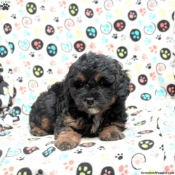 Oliver/Mini Bernedoodle									Puppy/Male	/10 Weeks,Meet Oliver, a cute F2B Mini Bernedoodle puppy ready to wiggle his way into your heart! This sweet boy is family-raised with children and socialized, making him an excellent fit for anyone interested in adopting. Also, Oliver is vet-checked and up to date on shots & wormer, plus the breeder provides a 30-day health guarantee. If you want to learn more about this fluffy fella and how to make him yours, please call Jesse today!