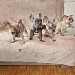 Adopt a dog:Frenchbull dog male puppies for sale 8 weeks old/Frenchbulldog/Male/11 weeks,5 beautiful little French bulldog puppies for sale all in good health both parents can be seen as in pictures 1
mother (marble colour)and 7 father(beige) both parents pedigree registered all pups have been giving worming treatment fle treatment and vet checks they are good with children and loving little family pet