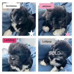 Adopt a dog:3 Gorgeous black & white KC reg Lhasa Apso girls/Lhasa Apso/Female/9 weeks,I have available 3 Lhasa Apso girls, all black & white.

KC registered and come with 5 weeks insurance through the Kennel Club.

Both parents are my pets. Mum is a black & white Lhasa. Dad is blonde. All pups are cheeky, chunky little characters and are being raised in our home with other dogs and a cat. They are accustomed to household noises and hustle & bustle. They have been regularly groomed and bathed so they are used to their regular attention and pampers from the start.

All pups will have been vet checked, microchipped, and will have had their first vaccination before leaving for their new homes. Flea and worm prevention treatments are up to date.

Please feel free to contact me to discuss my babies further!