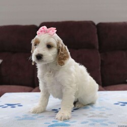 Anne/Cockapoo									Puppy/Female	/8 Weeks,Meet Anne she is a friendly, well socialized, playful cockapoo puppy. She is vet checked microchipped,updated on shots and worming. She is ready to meet her new family.