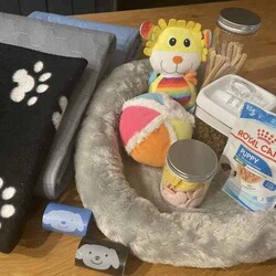Only One Left & Ready Now Adorable Toy Cavoodle Puppies/Other/Male/Younger Than Six Months,Born 29th Feb 2024 Ready for rehoming from 25th April 20241 x Boy RedParent Info, 3 year old Mum F1 Cavoodle, 2 year old Dad F2 CavoodleSecond litter for these much loved family pets.These adorable puppies will be rehomed fully vaccinated / wormed and microchipped and vet checked.All puppies come with vet certificate of vaccination and microchip paperwork and a take home puppy pack to help them feel at home.Viewings welcome - first vaccination, micro chips and health checks have all been completed on Thursday 11th April 2024We are registered breeders, puppies are well socialised with children and other family pets, they are being trained to use a puppy pee pad.Cavoodles make the perfect family pet as they are hypoallergenic, non-shedding, have a lovely nature and great temperament.They are extremely intelligent, easy to train, love children and adults alike.