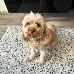 Adult Female Cavoodle (4kg) - Toilet and indoor trained!//Female/Older Than Six Months,Nala is a 2 year old female Cavoodle. I've had her since she was a puppy. We are needing to rehome her due to change in family circumstances. She weighs 4kg!She is:- House trained/ Indoor dog- Toilet trained- Doggy door trained- Obeys basic commands- Socialized with other dogs- Socialized with kids- Desexed- Microchipped ( #956000014622925)She is very friendly, energetic and affectionate. Loves to play and have company. She has been DNA tested and has come back all clear. All relevant paperwork will be provided + her set up bedding if needed/wanted. 