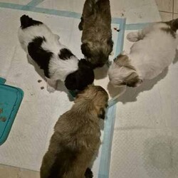 Adopt a dog:Maltese/shihtzu puppies/Maltese Shih Tzu/Male/Younger Than Six Months,I will have these beautiful 6 week old puppies looking for there new forever home in 2 weeks time.All 3 puppies are male.They have been bought up with a family with kids and a loving household