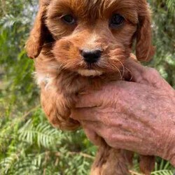 Gorgeous F1 Cavoodles/Cavoodle/Female/Younger Than Six Months,Here at Pilliga Pooches we aim to breed for health and temperament. This particular breed of Cavoodle are specifically bred for hypoallergenic purposes.This litter consisted of Two female puppies.Our puppies will come to you with Vet Health Screening, Vaccinated, Microchipped and wormed fortnightly at 2, 4, 6 and 8 weeks old, this ensures that your puppy is in the best of health.As shown in the photos above both parents are stunning pedigree family dogs with loving and gentle natures.The pups are raised on our family farm with other dogs, cats, kids and chickens, so are very well socialised and loved!!!Cavoodles have the sweetest nature and adore their family. They are excellent with children, the elderly, very intelligent and loyal they will easily become life long family members.Pick-up pups from Baradine, NSW on our family farm. We offer FREE ACCOMODATION at our beautiful local B & B so you can explore our local treasures.We also offer FREE DELIVERY to NSW, QLD, VIC, Central Coast and Newcastle.I am more than happy to speak with you directly and facetime by appointment, so please feel free to call or message me with any questions on ******** 657 Terri REVEAL_DETAILS 