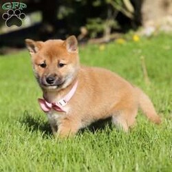 Brooke/Shiba Inu									Puppy/Female	/9 Weeks,Allow me to introduce you to the cutest Shiba Inu puppy, Brooke! She embodies the perfect blend of sweetness and spunk. With her soft, fluffy coat she is an absolute joy to snuggle. This breed is known for their spirited and independent nature, they are often described as bold, confident, and good-natured dogs. No matter where you go, your Shiba Inu will always be a head turner. Whether it’s a brisk walk in the park or a lively play session, this puppy will turn any ordinary days into an adventure! Brook will join her family with the first vet exam already completed, current on vaccines & dewormer & Microchipped. Both of her parents weigh around 14 lbs.