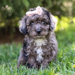 Lily/Miniature Poodle									Puppy/Female	/9 Weeks,Introducing Lily, the charming Poodle puppy who is as sweet as she is adorable. With her curly, hypoallergenic coat and expressive eyes, Lily is a delightful companion ready to capture your heart. This ACA registered puppy comes from excellent lineage. His parents are Katurah, weighing 13lbs, and Kozmo, weighing 17lbs. We have carefully selected this pairing, ensuring this little lady inherits the best qualities of both. Lily has already had her first vet exam and is up to date on vaccines and dewormer, guaranteeing she’s healthy and ready for her new home. But Lily isn’t just a beautiful pup; she’s also well-prepared. Training is available for this intelligent breed, ensuring she learns good manners and obedience from a young age. With her eager-to-please attitude and quick learning abilities, Lily is sure to excel in any training program. Whether it’s mastering basic commands or advanced tricks, Lily is ready to impress. If you’re seeking a loyal and trainable companion, Lily is the perfect choice. Don’t miss out on the opportunity to welcome this little Poodle puppy into your home, where she’s sure to bring joy, laughter, and endless love. Contact us today to make Lily a cherished member of your family! -Andy and Dena You can call or text anytime Monday through Saturday.