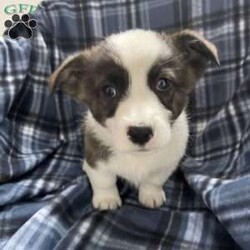 Benny/Pembroke Welsh Corgi									Puppy/Male	/9 Weeks,Corgis are the cutest…..come out today to see for yourself in person, reach out to set up a meet and greet or if needed delivery is an option
