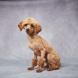 Sam/Miniature Poodle									Puppy/Male	/7 Weeks,AKC registered / Genetically tested Parents – Happy and healthy – Mini Poodle – Up to date on and deworming – Microchipped – 6 month health/1 year genetic guarantees(1yr/2yr if you remain on recommended food)- Full vet examination Call/text/email to schedule a time to come out and visit. We can ship to you, or can meet you at our airport. We can also meet in between if a reasonable distance.