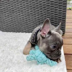 Pedigree French Bulldogs /French Bulldog/Both/Younger Than Six Months,Stunning pedigree French Bulldog puppies. Ready to join their forever families! 8 weeks - 26 April 2024. 