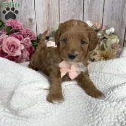 Patty/Mini Goldendoodle									Puppy/Female	/9 Weeks,Say hi to penny! Her sweet personality will make you want to make her your own! She is waiting for someone to show her love and affection! If your looking for a puppy that loves to be cuddled she is the perfect one! She will be around 25 lbs full grown! 