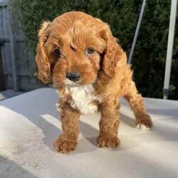 Adopt a dog:Toy Cavoodle Puppies/Cavoodle/Both/Younger Than Six Months,Adorable 8 week old first generation Toy Cavoodle puppies ready for their new homes.Mum is a Blenheim Cavalier and dad a ruby Toy Poodle. Pups are very well socialised, affectionate, intelligent, hypoallergenic and great for families.Puppies have been vet checked, vaccinated, microchipped and wormed fortnightly. Eating a premium dietCome with bed, blanket toy and care guideFirst two pics are the femalesPlease call or text rather than email