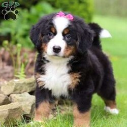 Eden/Bernese Mountain Dog									Puppy/Female	/8 Weeks,Introducing Eden, the epitome of Bernese Mountain Dog charm and beauty. With her striking tri-color coat, bold markings, and soulful eyes, this little girl is a majestic presence that commands attention wherever she goes. Despite her impressive size, she has a gentle and affectionate demeanor that instantly puts everyone at ease. Her warm and loving personality makes her a beloved companion and cherished member of the family. Bernese Mountain Dogs, affectionately known as “Berners,” are beloved by their humans for being powerful workers with an eager-to-please attitude. Their gentle nature makes them perfect family dogs, especially with small children.