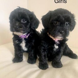 Adopt a dog:Shihpoo puppie 1 girl left fully vaccinated ready to leave/Shihpoo/Mixed Litter/2 months,READY TO LEAVE FOR THERE FOREVER HOME , My clever girl Lilly as had a beautiful litter of 5 puppies
2 girls and 3 boys thay are beautiful mum and puppies are both doing well, mum is our family pet she has got a lovely temperament a very calm and loving dog , dad Eric is a kc reg toy poodle with a good pedigree, he's health tested I have paperwork here to see, thay was born on The 8th of febuary so there ready to leave on the 4th of April thay will be microchipped vet checked had there first vacation and wormed up to date, puppies are hypoallergenic so there good for people with allergies as thay don't malt, puppies are being fetch up with mum in our family home ,that are used to children and other dogs thay have a lovely temperament, thay will come with a puppy pack that contains a blanket with mums sent on food and a toy, we are looking for good loving forever homes for our baby's, if you would like to reserve one it's a £200 non refundable deposit, don't hesitate to call or message anytime she can be seen with mum and FaceTime can be arranged