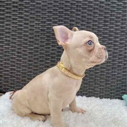Pedigree French Bulldogs /French Bulldog/Both/Younger Than Six Months,Stunning pedigree French Bulldog puppies. Ready to join their forever families! 8 weeks - 26 April 2024. 