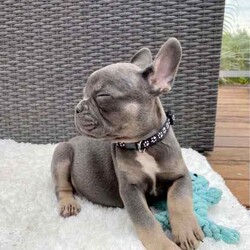 Pedigree French Bulldogs /French Bulldog/Both/Younger Than Six Months,Stunning pedigree French Bulldog puppies. Ready to join their forever families! 8 weeks - 26 April 2024. 