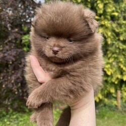 Adopt a dog:Chocolate & sable Pomeranian puppies/Pomeranian/Male/6 weeks,Two little boys available. Raised in family home- used to kids, cats, dogs, household noises.
Mum and dad both have good bloodlines. Dad is embark tested 100% Pomeranian and has a fabulous coat. Both parents can be seen along with their KCs.
Puppies will be KC registered, microchipped, wormed and 1st vaccination done (if you wish).

Sable pup is quiet, content and loves a cuddle. Chocolate pup is more playful and confident.

Any questions please ask away :)