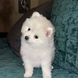 Stunning Pomeranian Puppies/Pomeranian/Both/Younger Than Six Months,Announcing the arrival of Dior and Boo's precious litter! With 4 adorable girls and 1 handsome boy, these little ones will be ready to find their forever homes on May 18th.In our home, every puppy is cherished, and we believe in the utmost care for both the mother and her offspring. Surrounded by love, other dogs, and playful children, these puppies have been nurtured in a warm and social environment.We take immense pride in overseeing each puppy's growth and development, ensuring they are well-socialized, potty trained, and nourished with premium foods. Dior, a Pomeranian X Japanese Spitz, and Boo, a Purebred Pomeranian, both possess not only stunning coats but also gentle temperaments.We take great pride in ensuring that our puppies receive the highest standard of care and attention. From regular worming treatments administered at 2, 4, 6, and 8 weeks to their initial vaccination and microchipping, every measure has been taken to safeguard their health and well-being.Our commitment to their welfare extends beyond physical health to encompass their social and behavioral development. Through consistent and positive reinforcement, our puppies are making remarkable strides in their toilet training, a testament to their intelligence and adaptability.As responsible breeders, we understand the importance of providing prospective owners with peace of mind. That's why each of our puppies will come with all the necessary vet papers, ensuring a seamless transition into their new homes.We are committed to finding the perfect homes for these little ones, where they will receive abundant love and attention. If you're ready to open your heart and home to one of these bundles of joy, we'd love to hear from you.Thank you, Cassy & Ieisha 