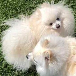 Stunning Pomeranian Puppies/Pomeranian/Both/Younger Than Six Months,Announcing the arrival of Dior and Boo's precious litter! With 4 adorable girls and 1 handsome boy, these little ones will be ready to find their forever homes on May 18th.In our home, every puppy is cherished, and we believe in the utmost care for both the mother and her offspring. Surrounded by love, other dogs, and playful children, these puppies have been nurtured in a warm and social environment.We take immense pride in overseeing each puppy's growth and development, ensuring they are well-socialized, potty trained, and nourished with premium foods. Dior, a Pomeranian X Japanese Spitz, and Boo, a Purebred Pomeranian, both possess not only stunning coats but also gentle temperaments.We take great pride in ensuring that our puppies receive the highest standard of care and attention. From regular worming treatments administered at 2, 4, 6, and 8 weeks to their initial vaccination and microchipping, every measure has been taken to safeguard their health and well-being.Our commitment to their welfare extends beyond physical health to encompass their social and behavioral development. Through consistent and positive reinforcement, our puppies are making remarkable strides in their toilet training, a testament to their intelligence and adaptability.As responsible breeders, we understand the importance of providing prospective owners with peace of mind. That's why each of our puppies will come with all the necessary vet papers, ensuring a seamless transition into their new homes.We are committed to finding the perfect homes for these little ones, where they will receive abundant love and attention. If you're ready to open your heart and home to one of these bundles of joy, we'd love to hear from you.Thank you, Cassy & Ieisha 