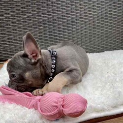 Pedigree French Bulldogs /French Bulldog/Both/Younger Than Six Months,Stunning pedigree French Bulldog puppies. Ready to join their forever families! 8 weeks - 26 April 2024. 