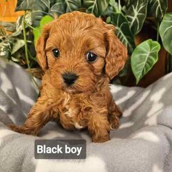 F1 Cavoodle Puppies from small ethical breeder AAPDB PUPS READY NOW/Other/Male/Younger Than Six Months,READY FOR THEIR FOREVER HOMES NOWKalina Puppies now have 4 beautiful male Cavoodle puppies for sale.Cavoodles are the perfect companion dog for any family, they are low to non-shedding, loving, loyal and easy to train. Small enough for apartment living, big enough to take on your daily walk.Born 25/2/24 and will be ready to go to their forever homes after 21/4/24I am a full member of AAPDB and I have an on-site vet audit every 12 months.All my dogs are DNA tested, very much loved and treated with great care to ensure healthy, happy babies.Puppies are handled daily from birth, socialized with other dogs, cats and children. They are introduced to normal household noises such as vacuum cleaners and radios and potty training to fake grass is underway. Puppies will also be able to use a pet door.Mum is a ruby 7.5kg purebred Cavalier King Charles Spaniel.Dad is a red 4.5kg Toy-Poodle - DNA clear.Puppies come to you wormed every two weeks, microchipped, vaccinated, and will have had a comprehensive vet check. Every puppy comes with their own individual vet report, all puppies are healthy happy puppies.Puppy pack will include quality food, a litter blanket, toys, and an information pack with all their medical info and training tips.You are most welcome to come and choose your puppy in person, however, if distance is a problem, you will be able to meet your puppy via Facebook messenger video calls.Delivery can be arranged via road transport with a reputable company at the buyer’s expense.Please phone as I prefer to speak to new puppy parents in the first instance ******0058 REVEAL_DETAILS A deposit is required to secure your puppy (non refundable) until they are old enough to come home to you.As I have more than 1 litter advertised, please mention Holly's litter when inquiring about these pupsNO TIME WASTERS PLEASE 