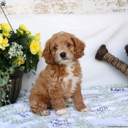 Bonnie/Cockapoo									Puppy/Female	/9 Weeks,Meet Bonnie! This bubbly Cockapoo puppy is vet checked & up to date on shots & wormer, plus comes with an extended health guarantee provided by the breeder! Bonnie is well socialized & currently being family raised with children, making her a perfect addition to your family home! If you would like more information on how you can welcome this sweetheart into your home, please contact Aaron Miller today!